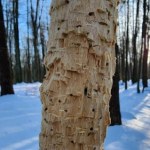 To nie robota bobrów. Leśnicy pokazali zaskakujące zdjęcia