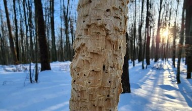 To nie robota bobrów. Leśnicy pokazali zaskakujące zdjęcia