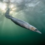 fotografia To nie ryba ani kalmar. Nurkujący ptak najlepszym zdjęciem 2026 r.