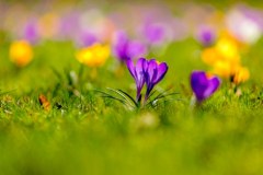 To nie Tatry. Krokusy zakwitły w Wieliczce