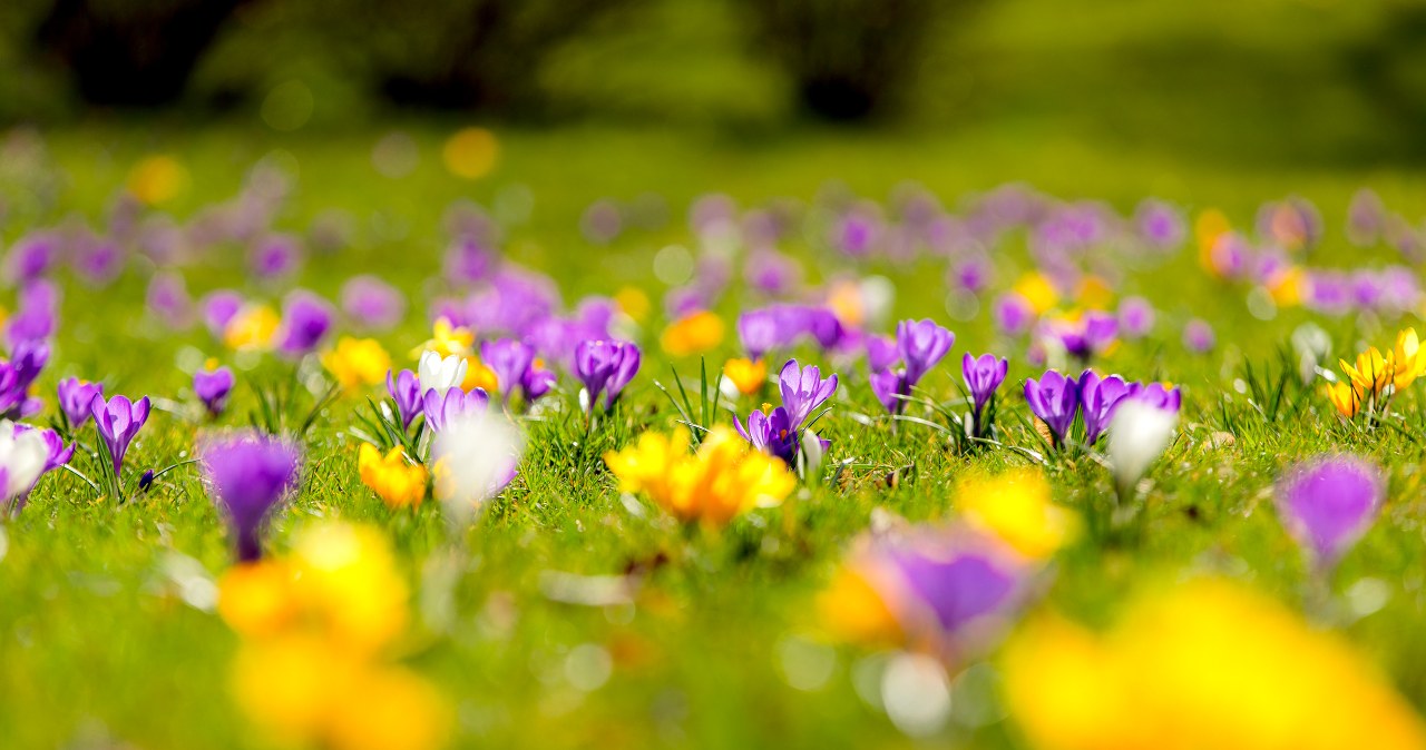 To nie Tatry. Krokusy zakwitły w Wieliczce