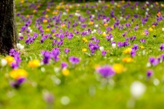 To nie Tatry. Krokusy zakwitły w Wieliczce