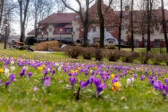 To nie Tatry. Krokusy zakwitły w Wieliczce