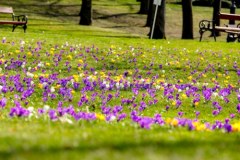 To nie Tatry. Krokusy zakwitły w Wieliczce