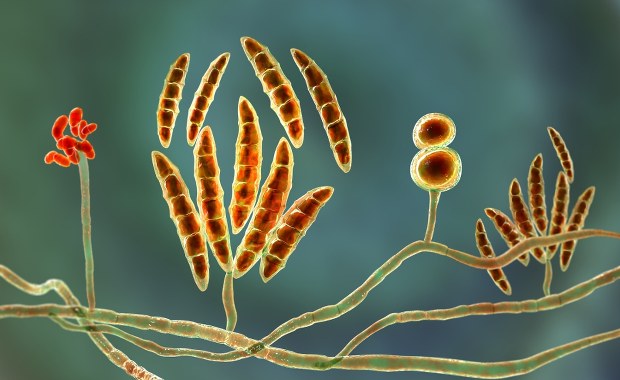 To nie tylko pył i sól. Naukowcy odkryli "niewidzialnych architektów" deszczu