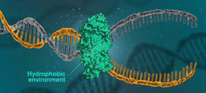 To nie wiązania wodorowe, a siły hydrofobowe scalają nici DNA /materiały prasowe