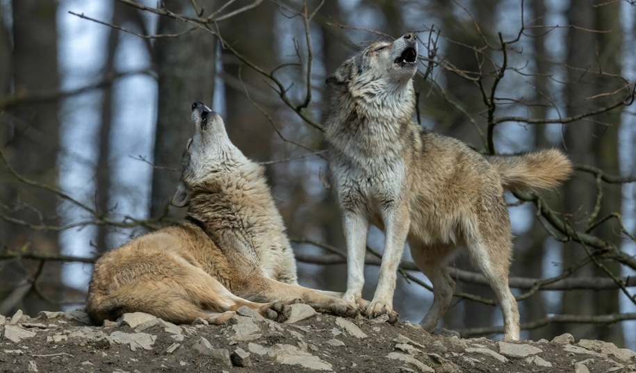 To nie wilki a psy podeszły do zabudować w Pleszewie - tak twierdzą eksperci /Shutterstock