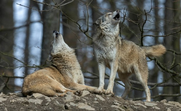 To nie wilki podeszły blisko domów w Pleszewie. Ekspert wyjaśnia
