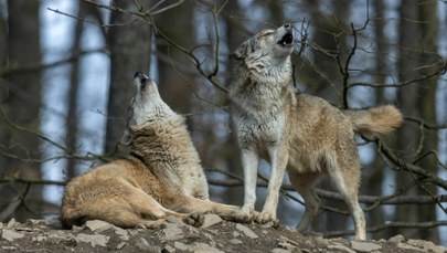 To nie wilki podeszły blisko domów w Pleszewie. Ekspert wyjaśnia