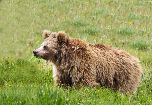 To nie yeti, to himalajski niedźwiedź brunatny /Credit: Icon Films Ltd. /Materiały prasowe