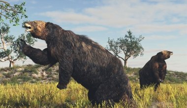 To nie żart. Na Ziemi żyły leniwce ważące po 8 ton