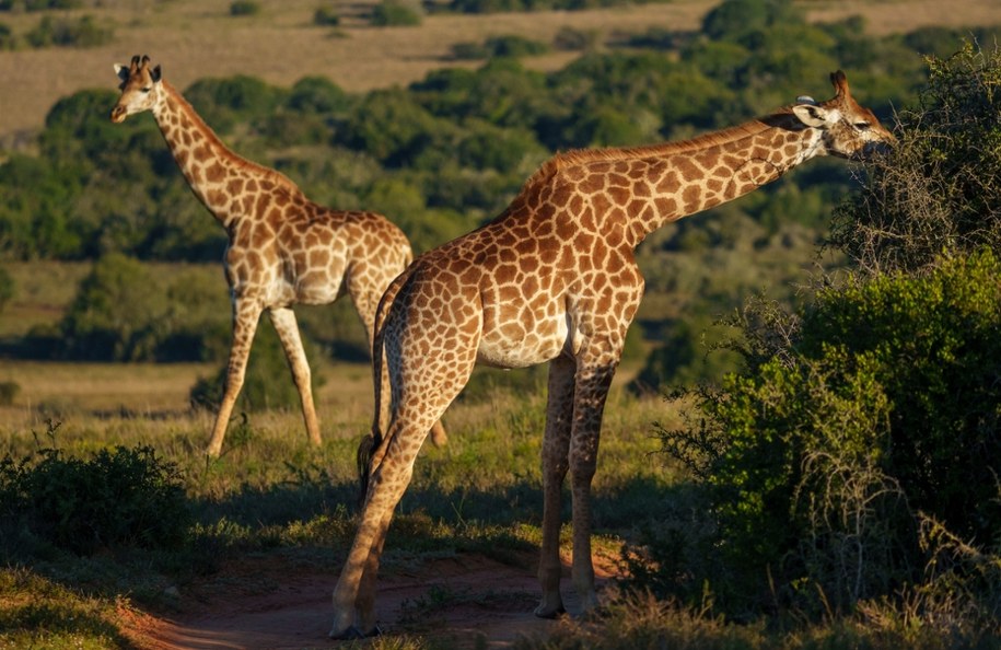 To nie żart. Naukowcy "odkryli" nowe gatunki żyraf