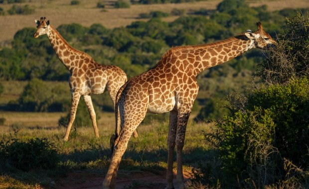 To nie żart. Naukowcy "odkryli" nowe gatunki żyraf 