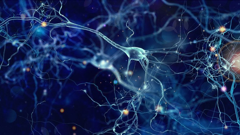 To niesamowite, ale neurony powstają w mózgu przez całe życie /123RF/PICSEL