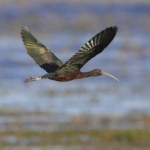 To niezwykle rzadki gość w Polsce. Pojawił się w nowym parku narodowym