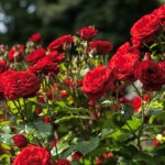 To ostatni dzwonek, by wykonać ten zabieg. Dzięki niemu nie zliczysz róż 