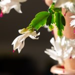 kwiaty To ostatni moment, by zadbać o grudnika. Podlewaj go tym, a zakwitnie lada dzień