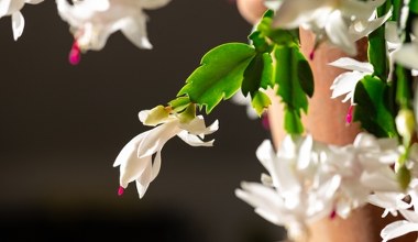 To ostatni moment, by zadbać o grudnika. Podlewaj go tym, a zakwitnie lada dzień