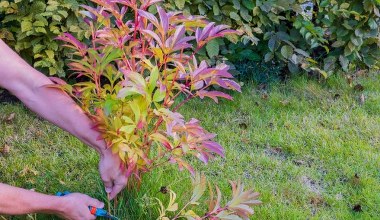 To ostatni moment, by zadbać o piwonie. Zrób to, inaczej wiosną nie zakwitną 