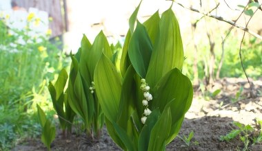 To ostatni moment na sadzenie konwalii. Symbol wiosny w twoim ogrodzie 