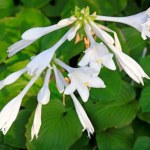 To ostatni moment na sadzenie tej rośliny. Wiosną zachwyci całą okolicę 