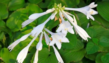 To ostatni moment na sadzenie tej rośliny. Wiosną zachwyci całą okolicę 