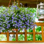 To ostatni moment na wysiew lobelii. Kwiatów będzie wiecej, niż liści