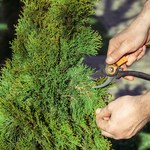 To ostatni termin na przycięcie tui. Później zostaną już tylko rany 