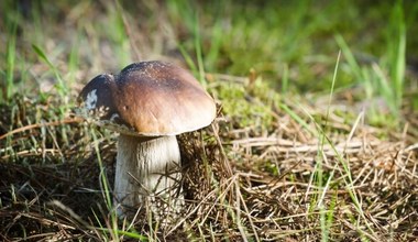 To ostatnie dni tanich grzybów. Ile trzeba zapłacić za prawdziwki, podgrzybki i kurki?
