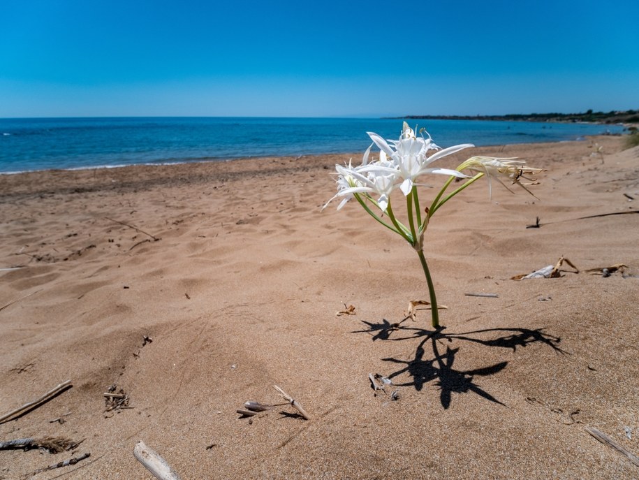 To Pancratium maritimum, zwany też lilią piaskową /Shutterstock