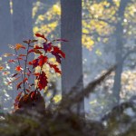 drzewo To piękne drzewo można w Polsce wycinać. Ekolodzy zachęcają