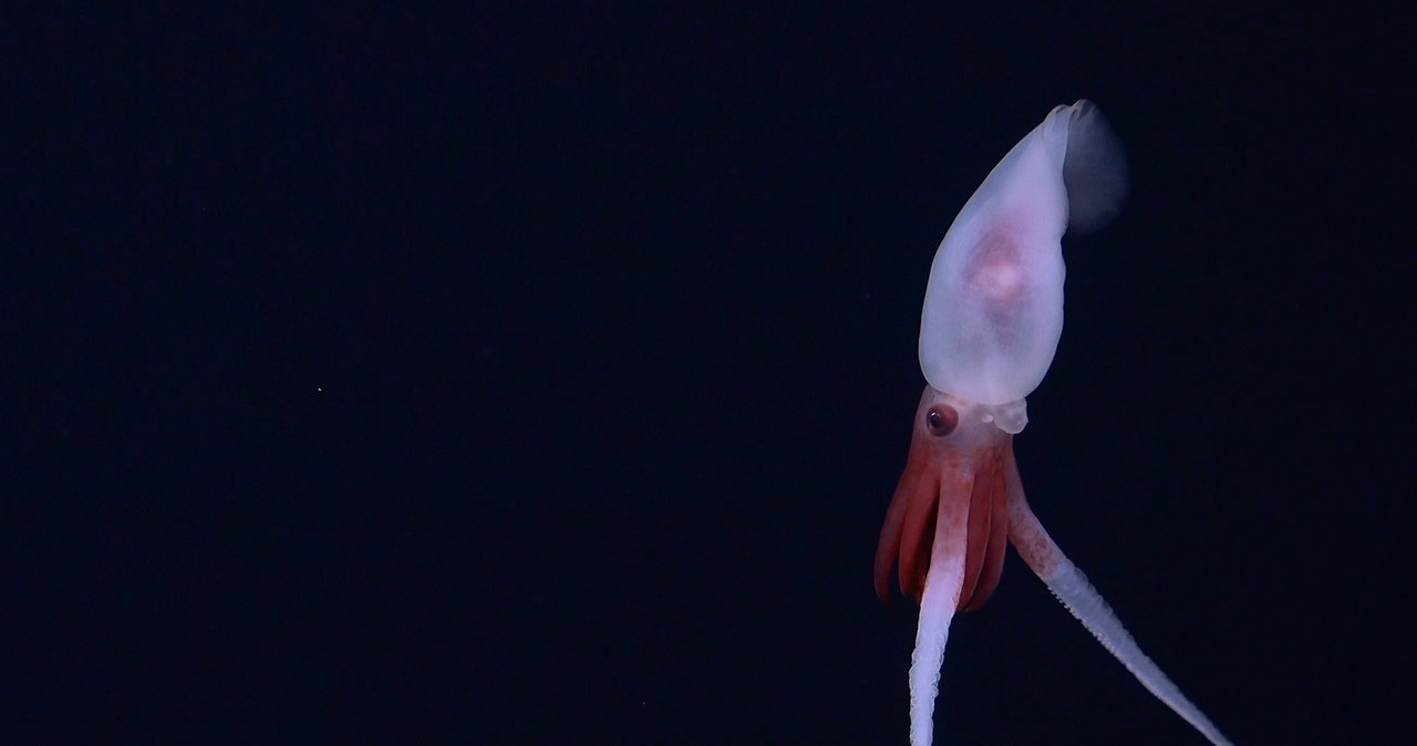 To pierwsze nagranie żywej kałamarnicy Promachoteuthis. Do tej pory rodzaj kałamarnicy charakteryzowano tylko na podstawie martwych próbek znalezionych w sieciach. /ROV SuBastian / Schmidt Ocean Institute /materiały prasowe