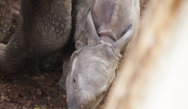 To pierwsze takie narodziny w historii wrocławskiego zoo. Mały nosorożec ma już imię