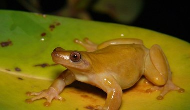 To pierwszy taki płaz na świecie. Mała żaba zapyla rośliny