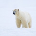 To pierwszy taki przypadek w Europie. Ptasia grypa u niedźwiedzia polarnego