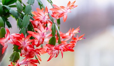 To przez to grudnik nie kwitnie. Kwiaciarka zdradza najczęstsze błędy 