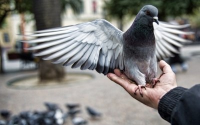 To ptak? Nie. To samolot? Też nie. To... super gołąb! /AFP