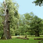 To rekordziści wśród polskich drzew. Zupełne unikaty. Znasz je?