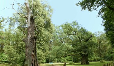 To rekordziści wśród polskich drzew. Zupełne unikaty. Znasz je?