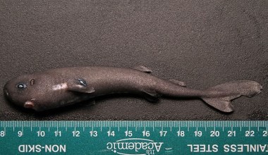 To rekordzista wśród rekinów. Jego rozmiary są zdumiewające