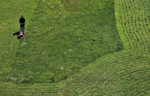 To robią ogrodnicy ze skoszoną trawą. Nie uwierzysz, na ile sposobów można ją wykorzystać