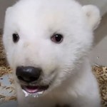 "To samiczka!". Berlińskie zoo ogłosiło płeć niedźwiedzia polarnego