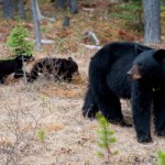 To się bardzo rzadko zdarza. Niedźwiedzica ma aż pięcioro młodych