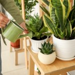 To szkodzi sansewierii jesienią i zimą. Widzisz znaki? Działaj, nim zmarnieje