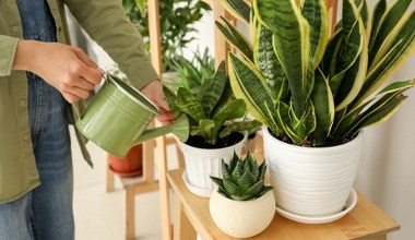 To szkodzi sansewierii jesienią i zimą. Widzisz znaki? Działaj, nim zmarnieje