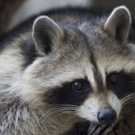 To szop wielkości niedźwiedzia. Największy olbrzym, jakiego znaleziono
