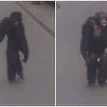 "To typowe dla Krasnodaru". Szympans uciekł trenerowi i próbował wsiąść do trolejbusu