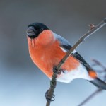 To ukochana przez Polaków zimowa perła. Po cichu wymierają