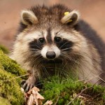 To urocze zwierzę może być groźne. Jeśli go spotkasz, od razu zgłoś