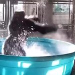 To wideo podbija sieć! Goryl tańczy w kąpieli w zoo w Dallas